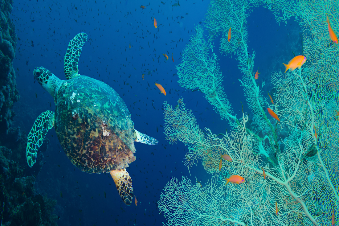 Buceo Mar Rojo Marsa Alam