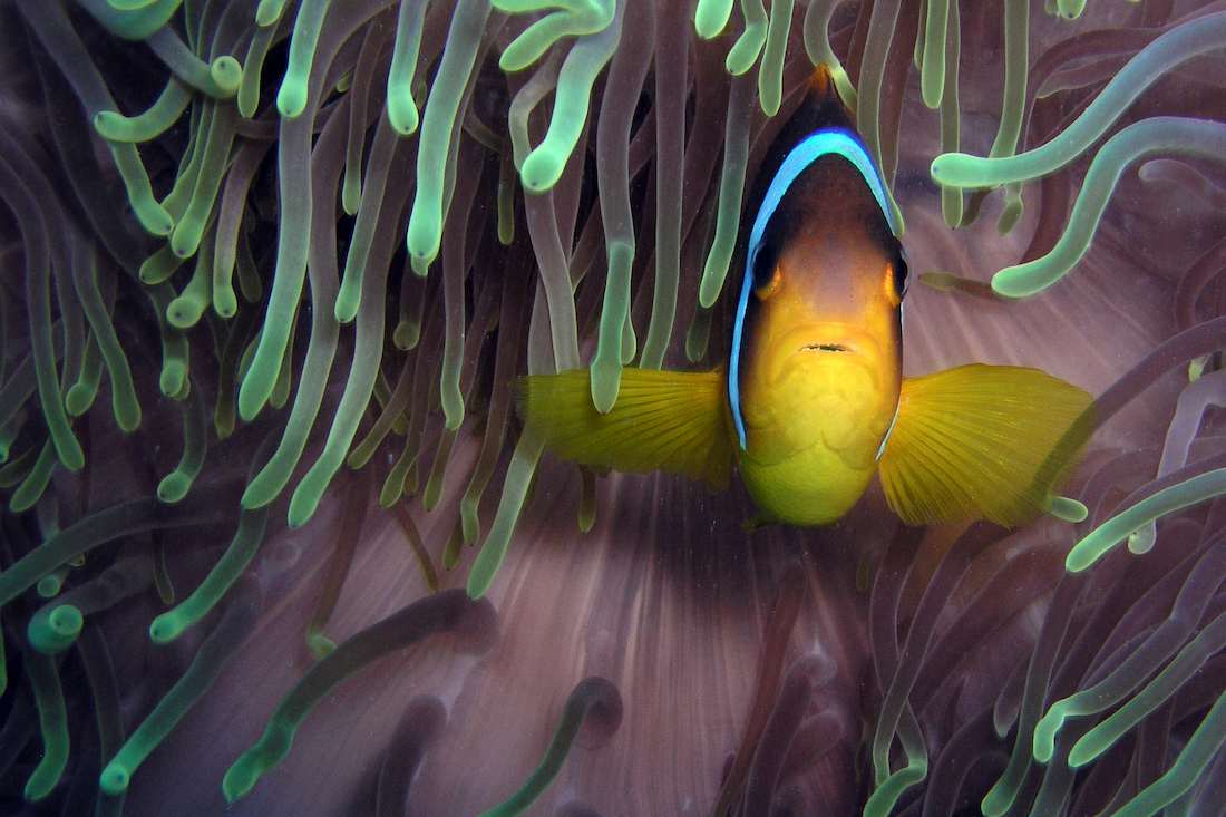 Buceo con Sub Sinai