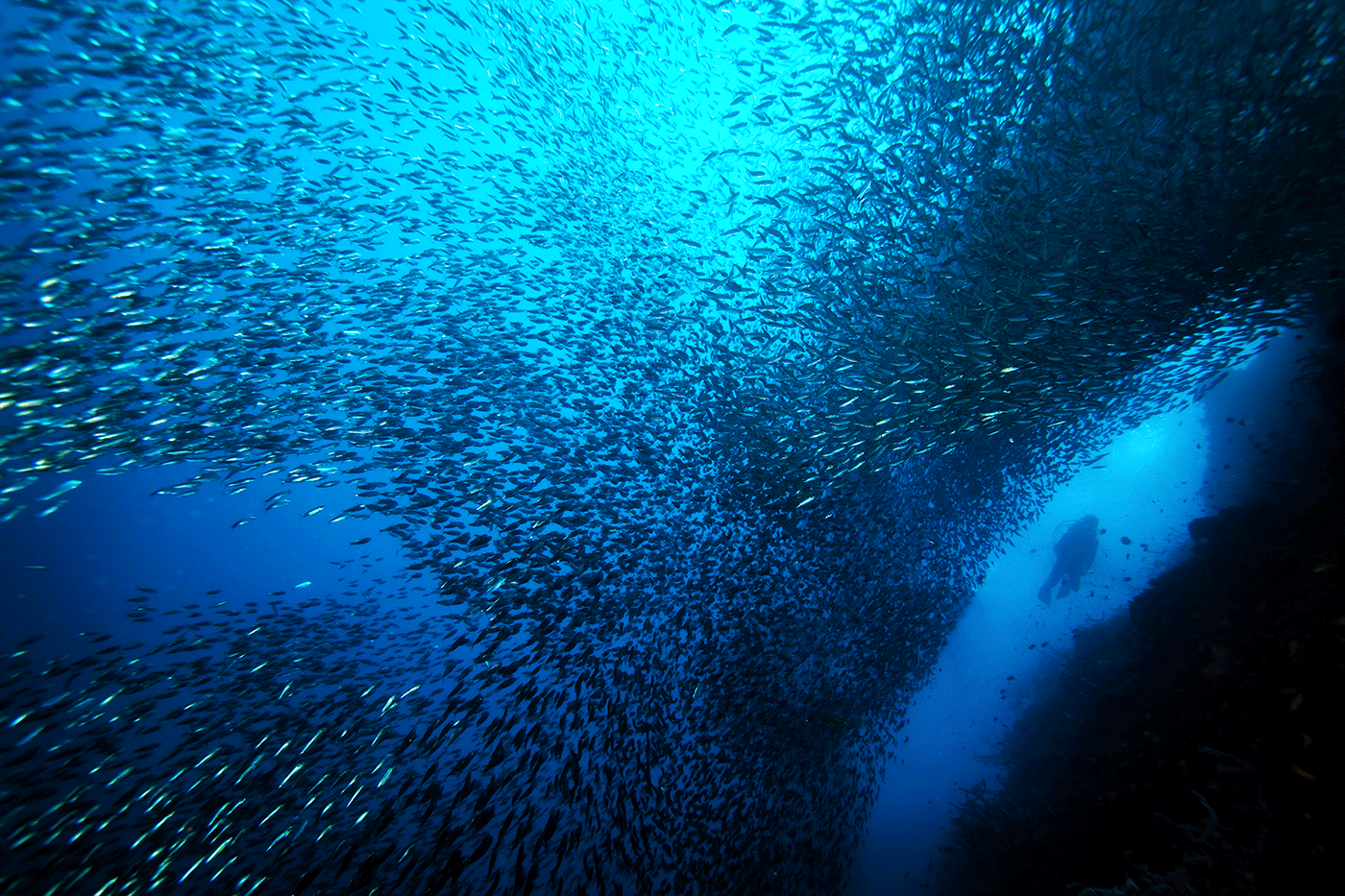Buceo en Moalboal