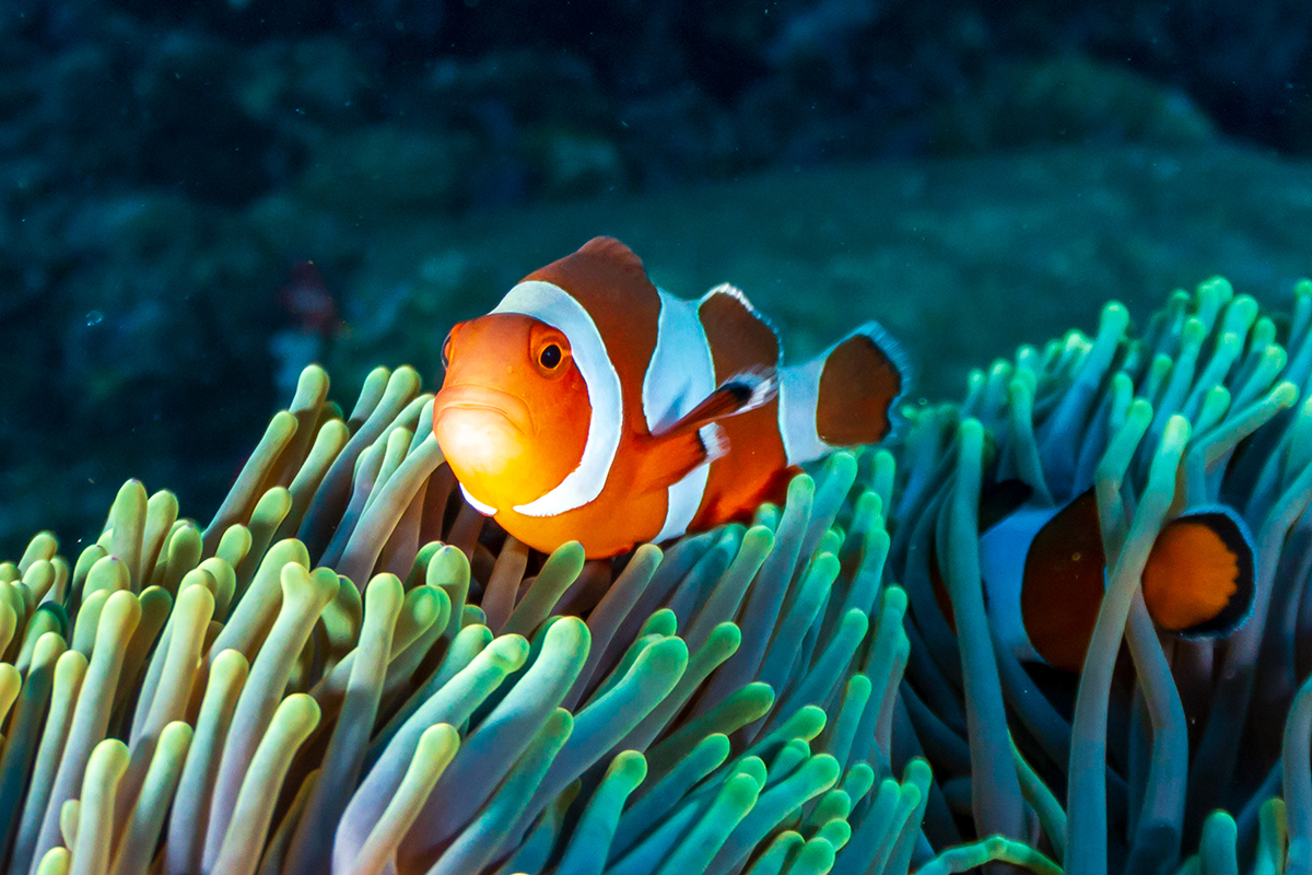 Buceo en elMar Rojo Sharm el Sheikh