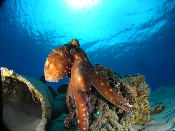 pulpo