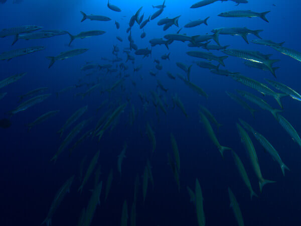Buceo entre tiburones con Camel Dive