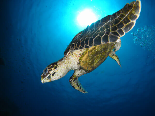 tortuga
