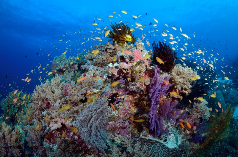 Buceo en el arrecife de Tubbataha: ¿merece la pena?