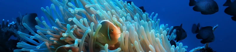 Discovery I