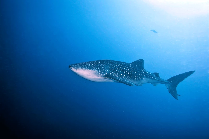 Kasai Village Dive & Spa Resort