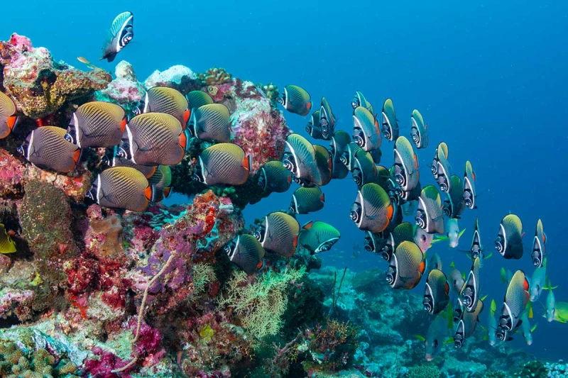 Flota Emperor Divers