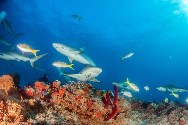 Bahamas un eden azul los fanaticos del buceo