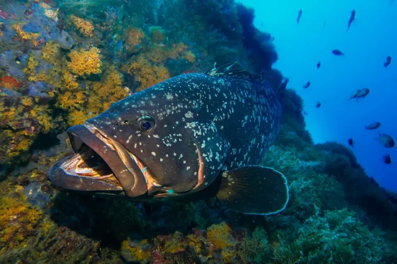 Dónde aprender a bucear en España: los 10 mejores lugares para tu bautismo y curso Open Water