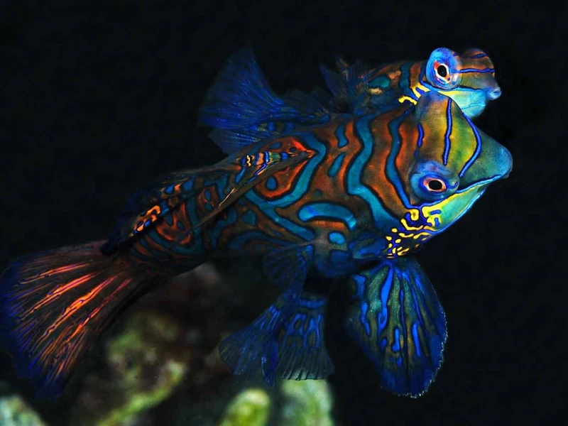 Malapascua